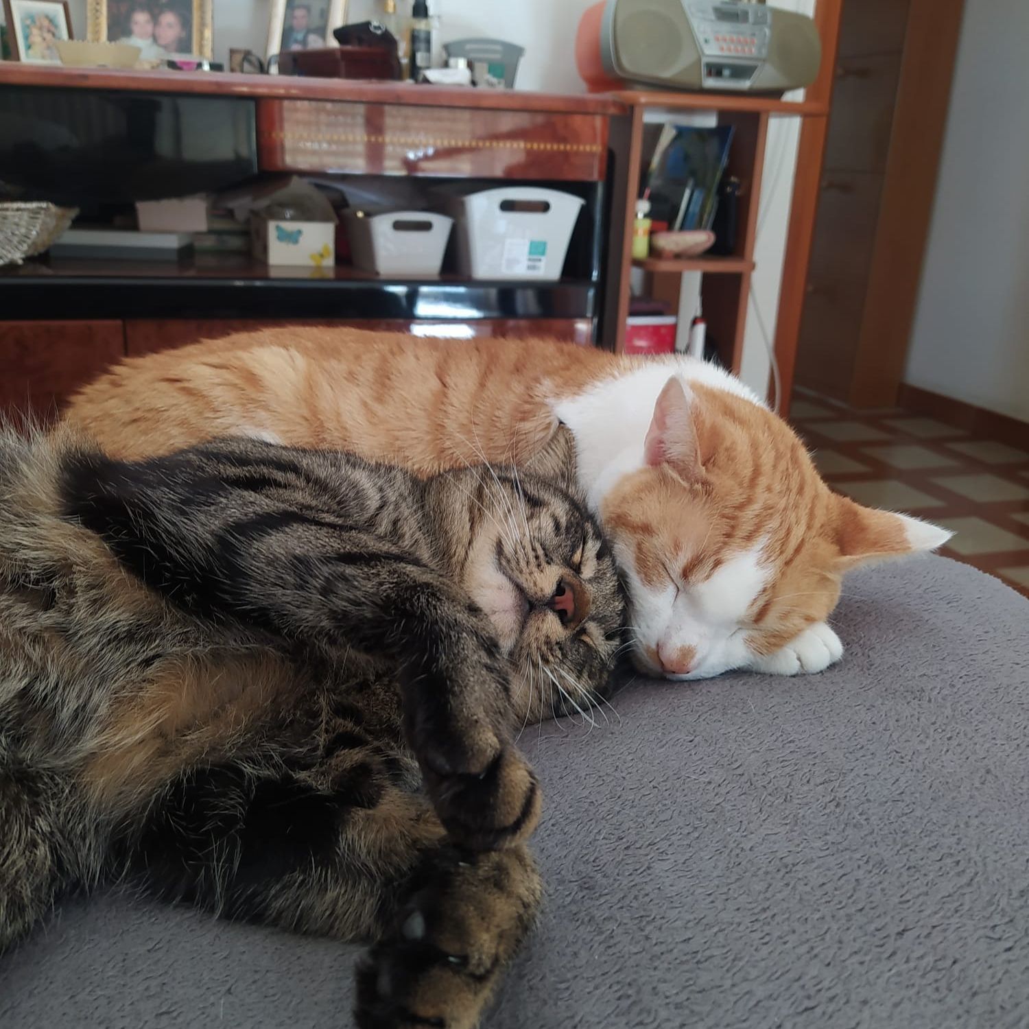 Ciccio