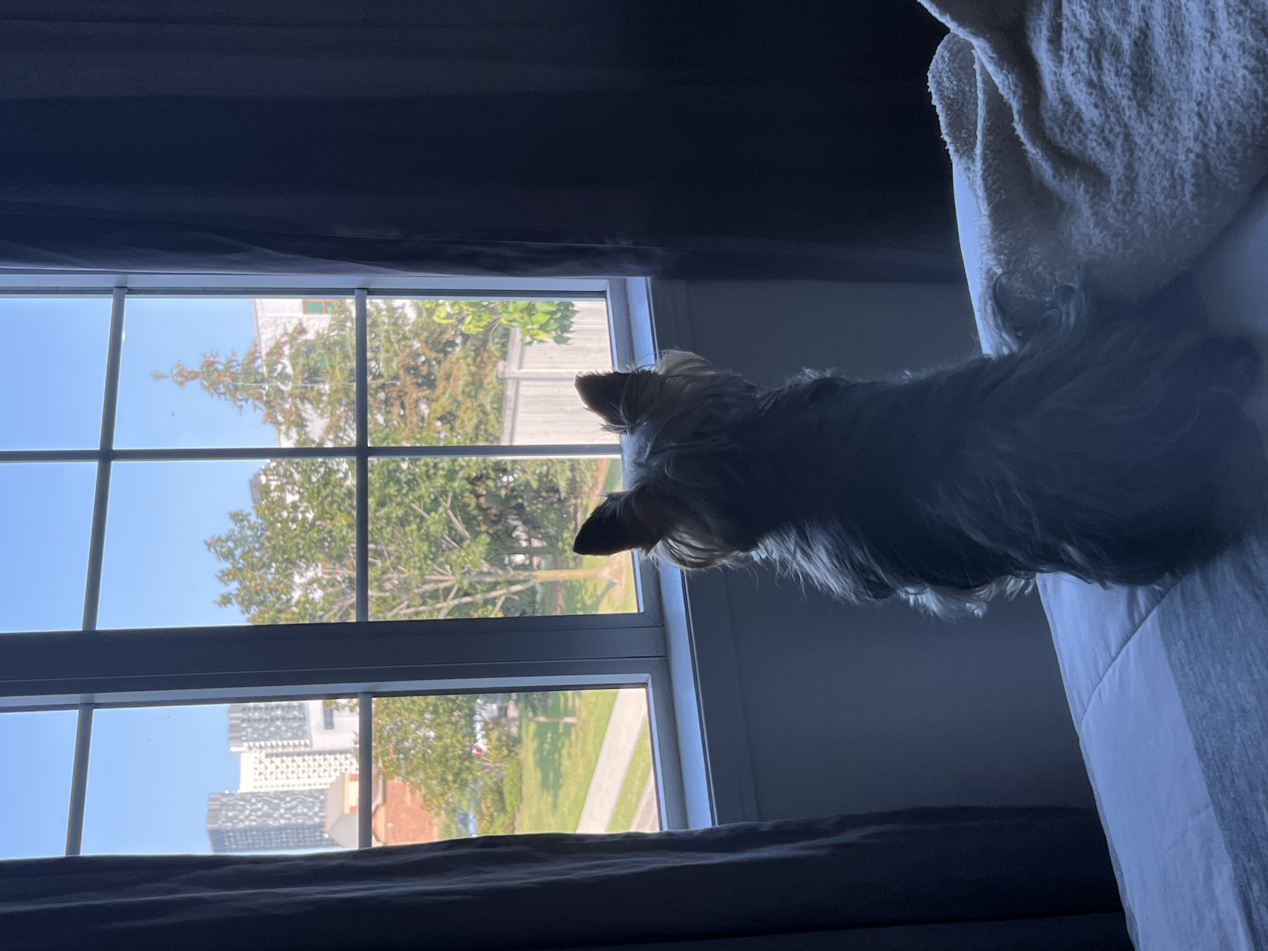 image-8