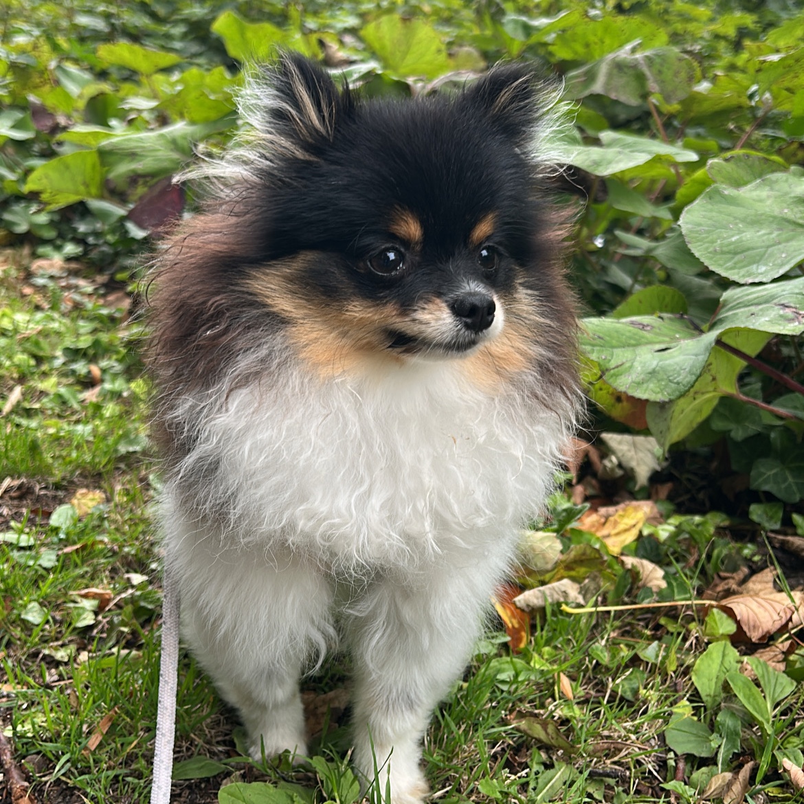 Maya 