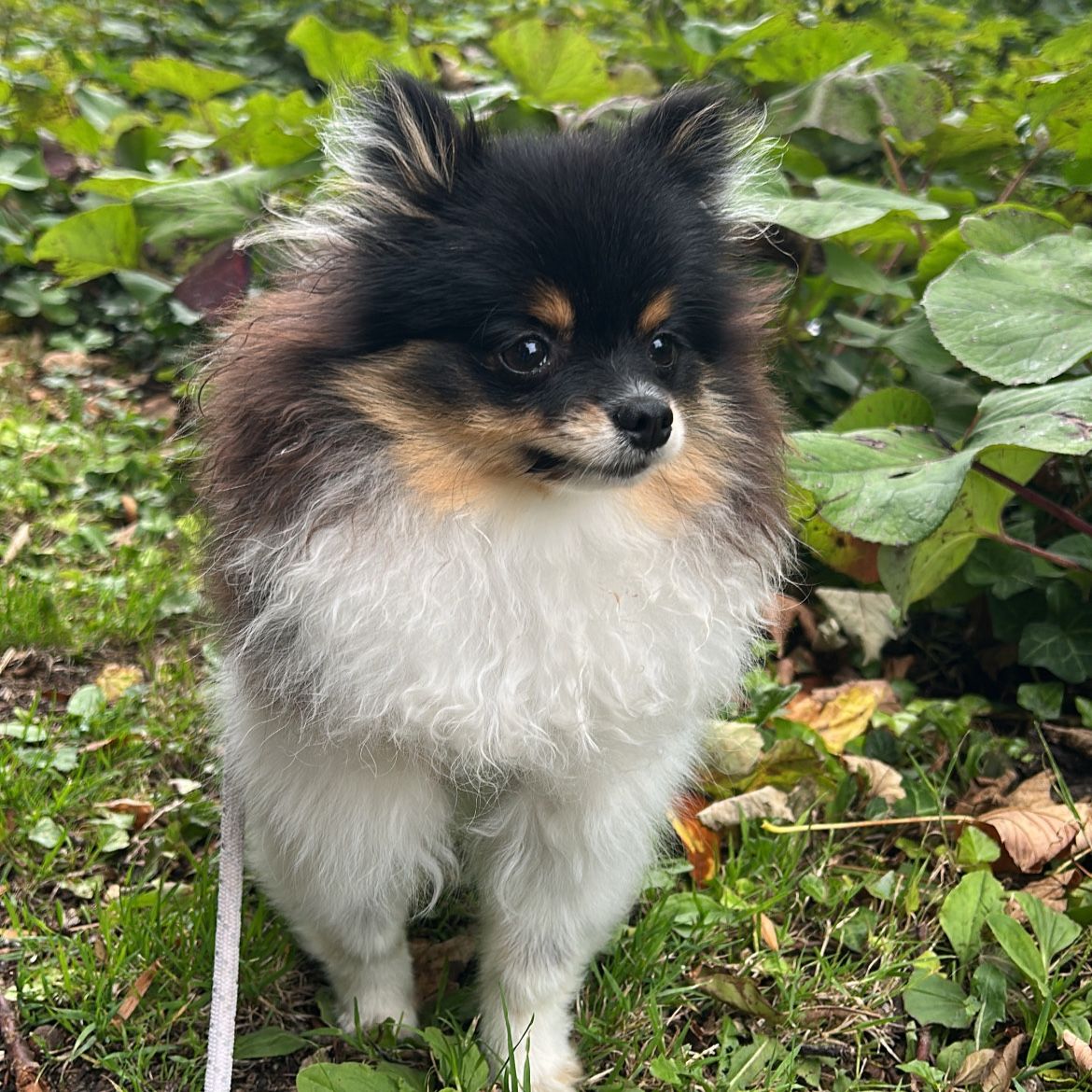 Maya