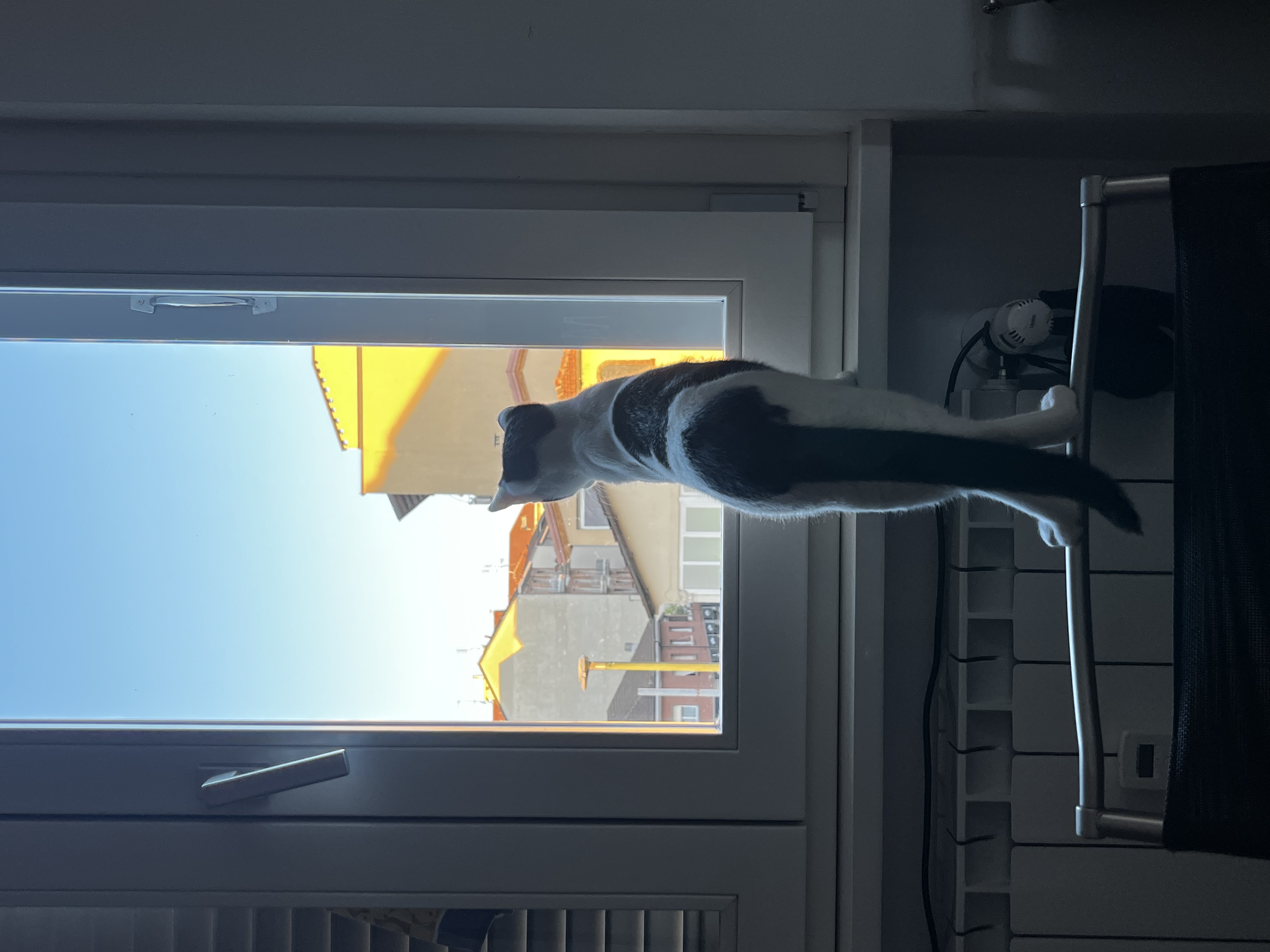 image-16