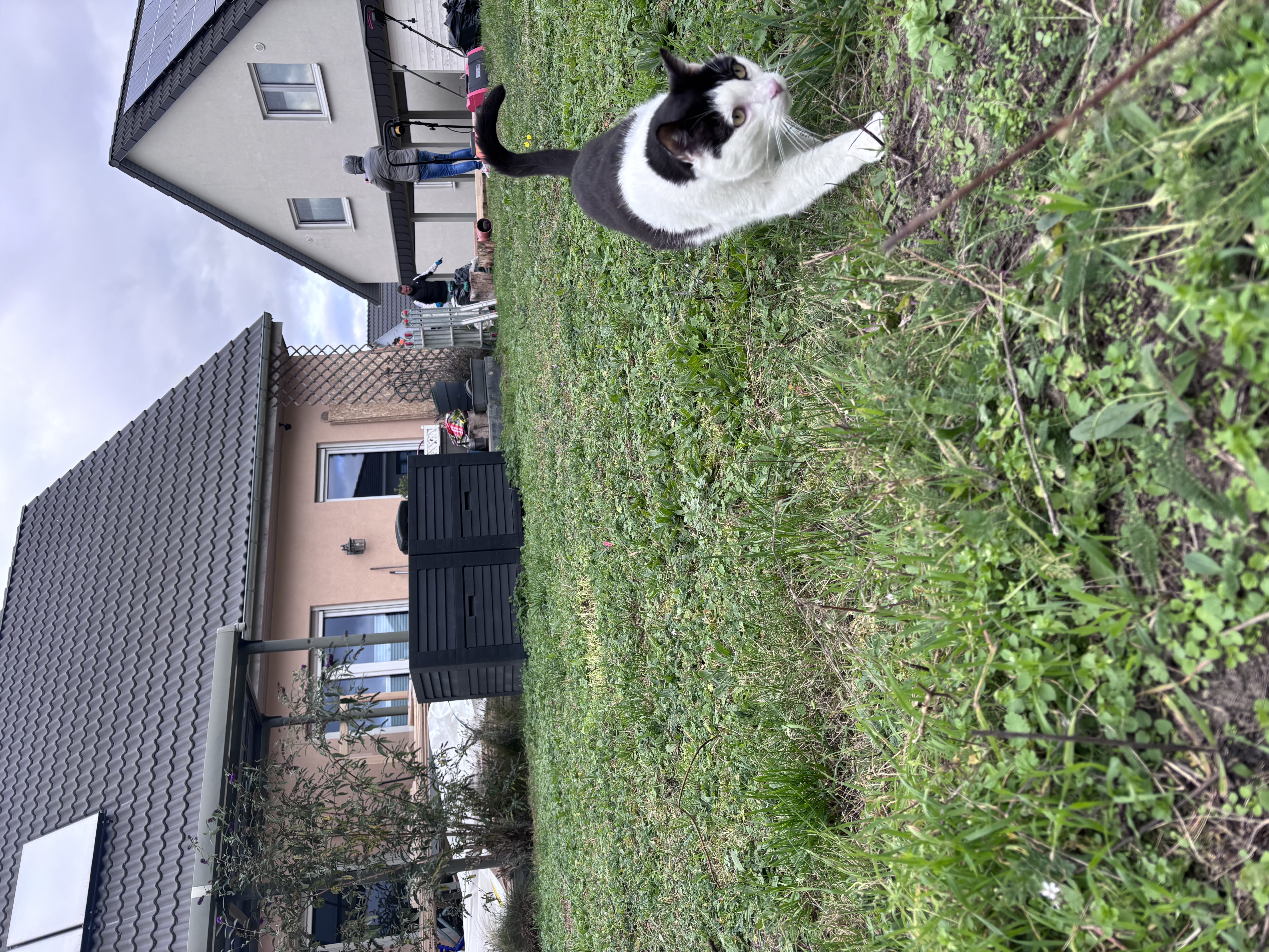 image-13