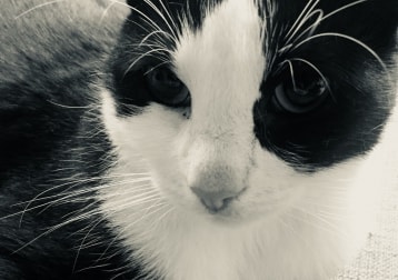Elvis