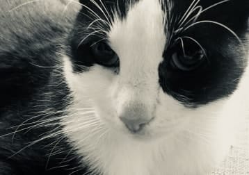 Elvis