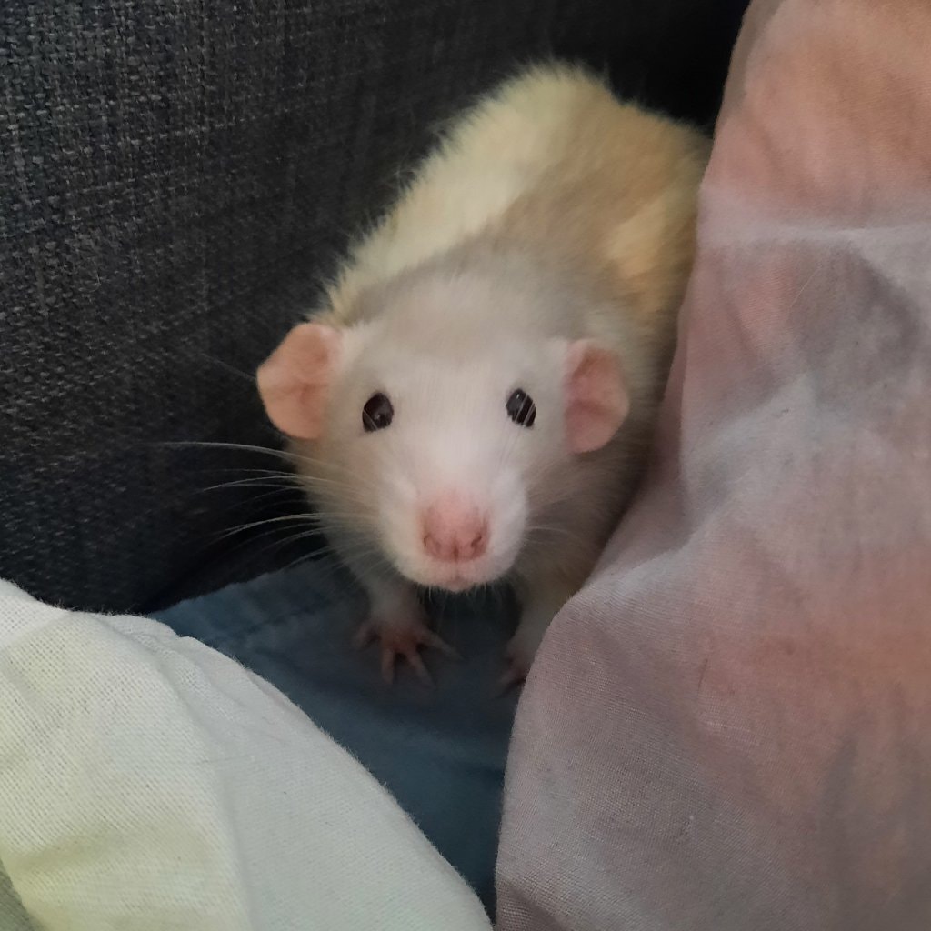 Maurice ( rat)