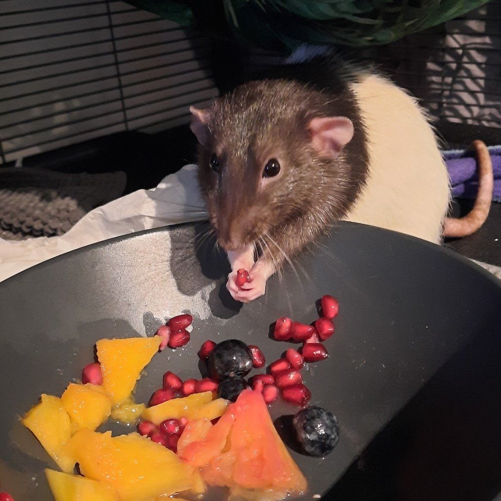 Oreo ( rat)