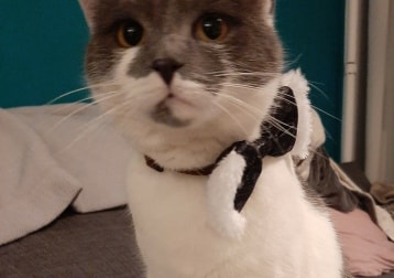 Booboo