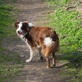 Orla