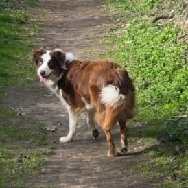 Orla