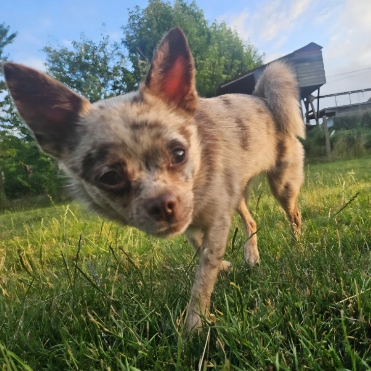 Gidget