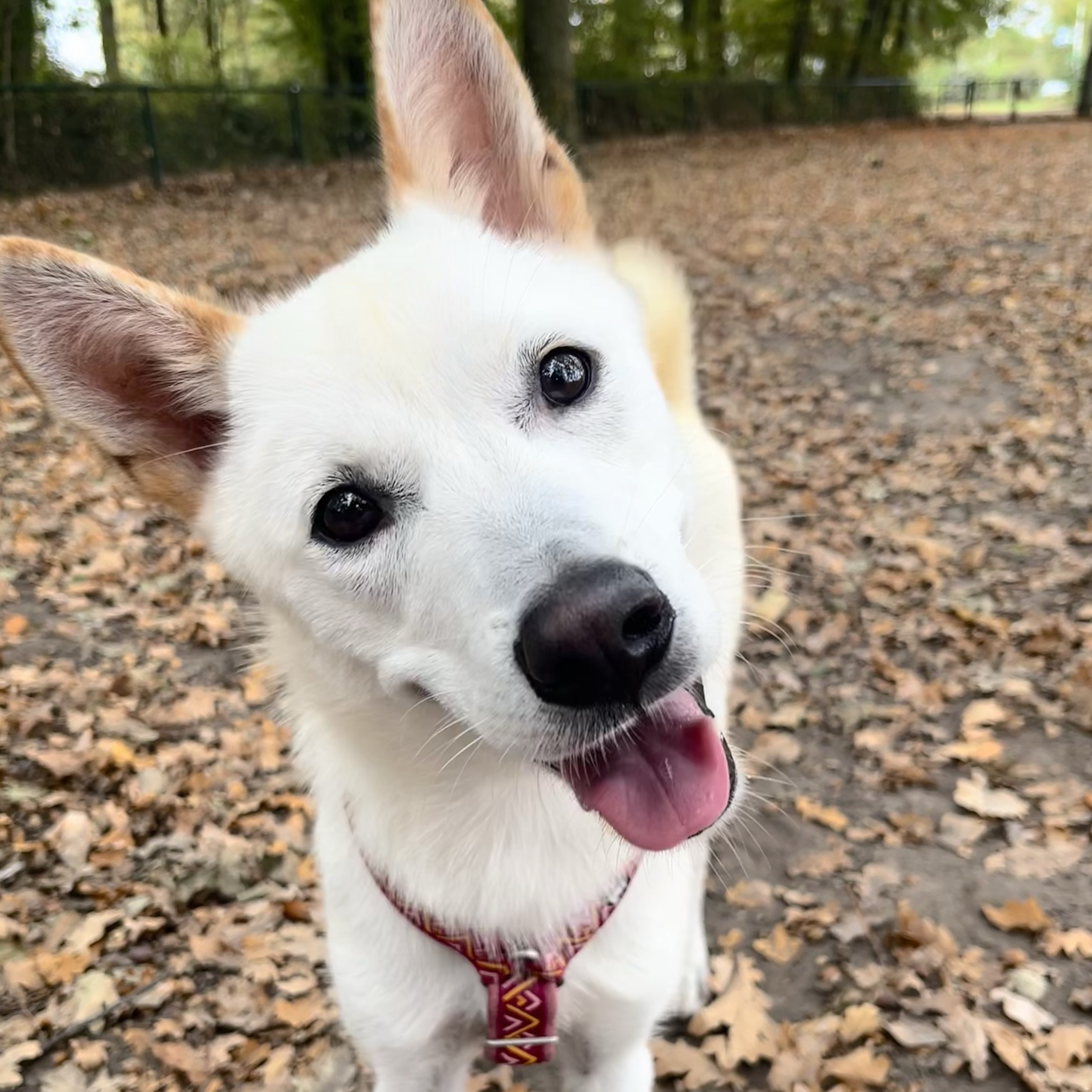 Skye