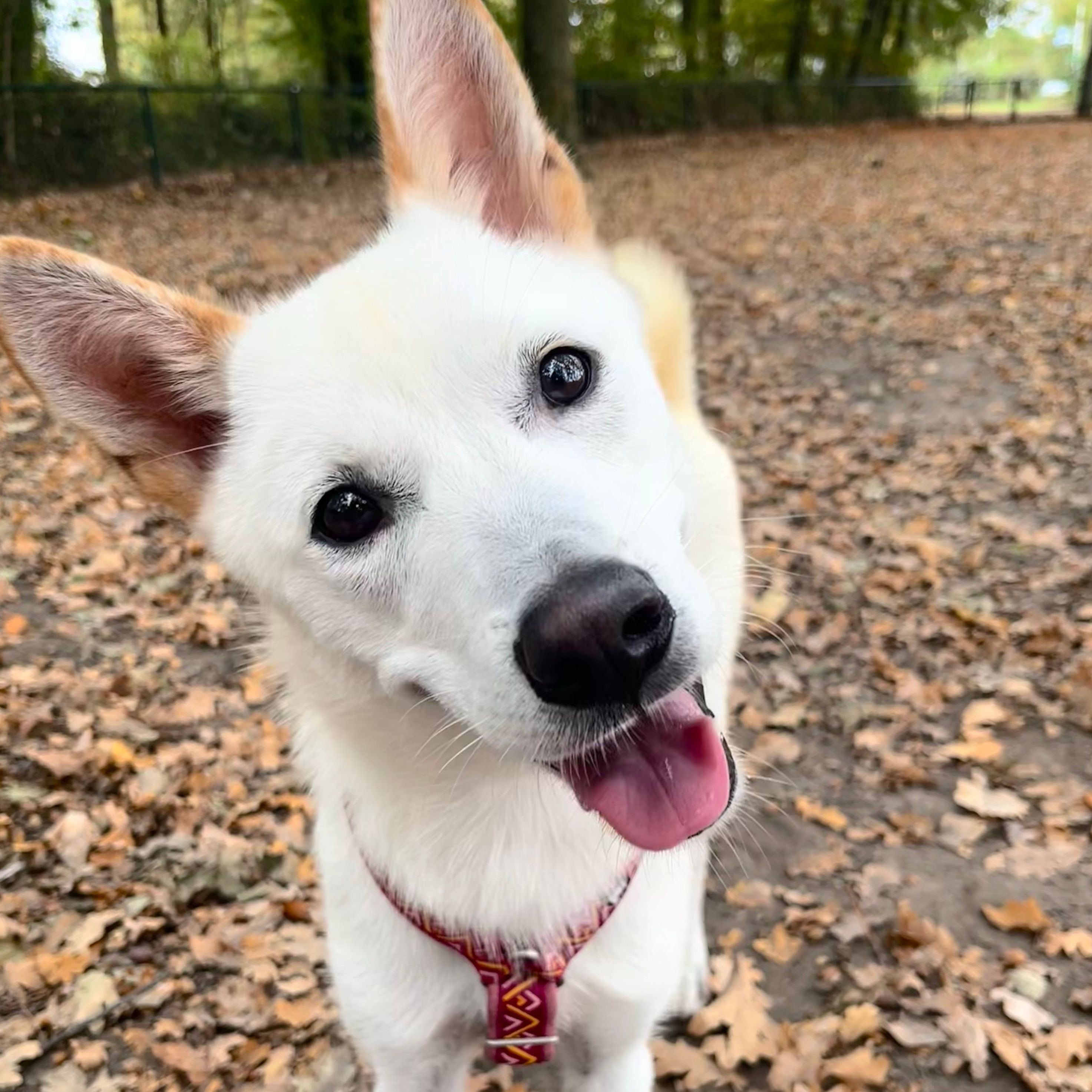 Skye