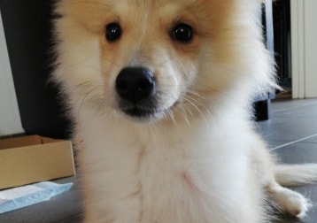 Bowie