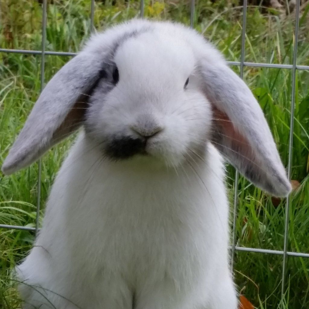 Sooty