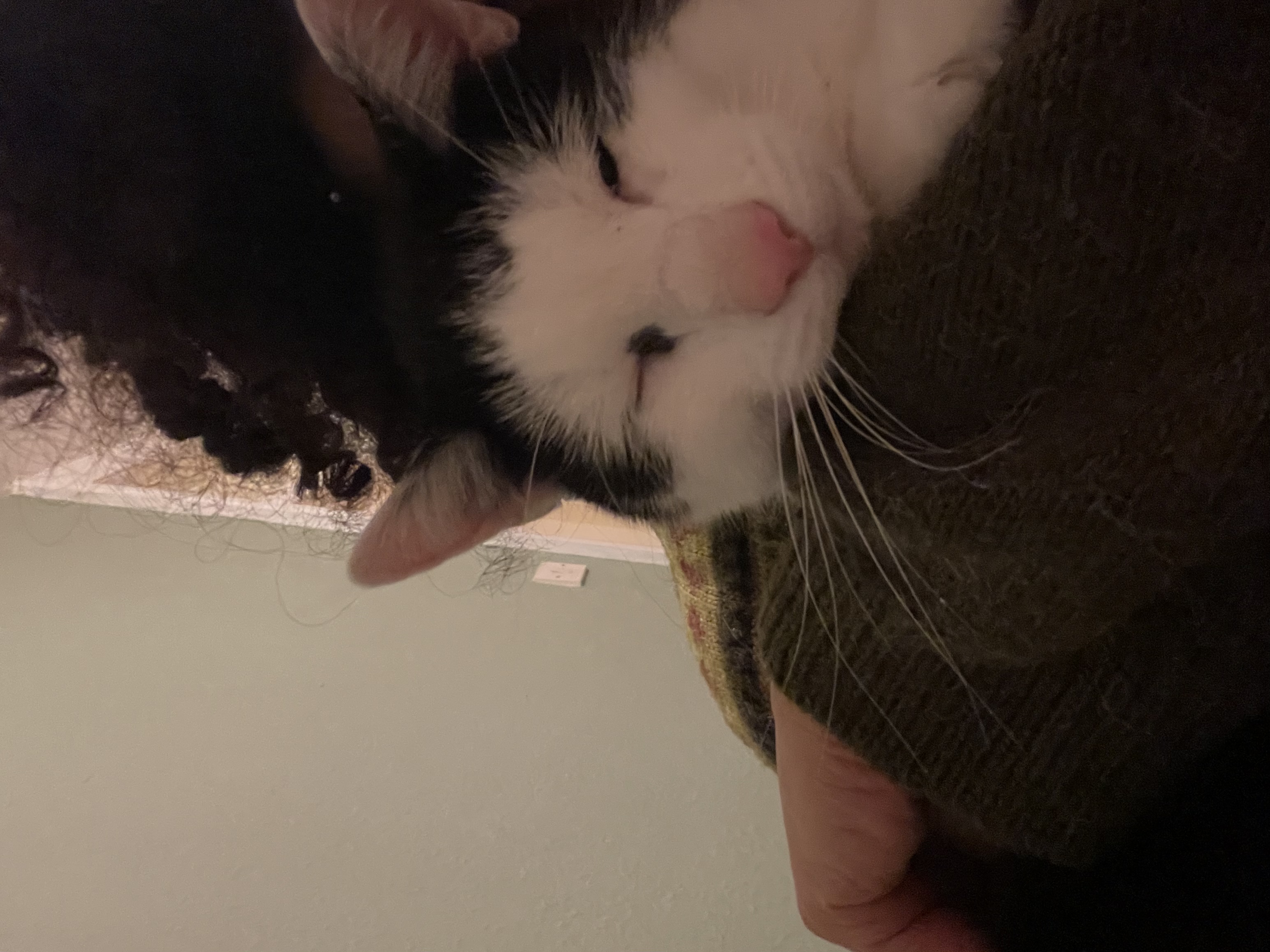 image-7