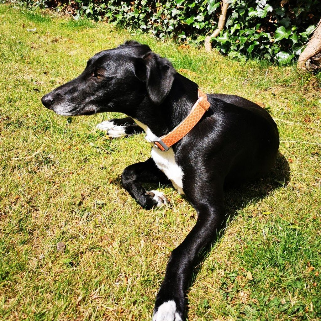 Archie
