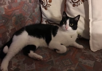 Haruki