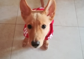 Sam