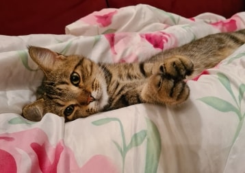 Simba