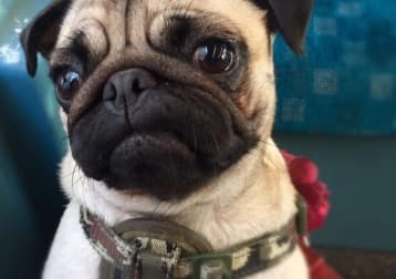 Pepper Pug