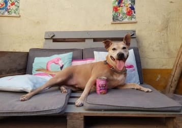 Torca