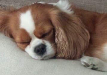 Lola