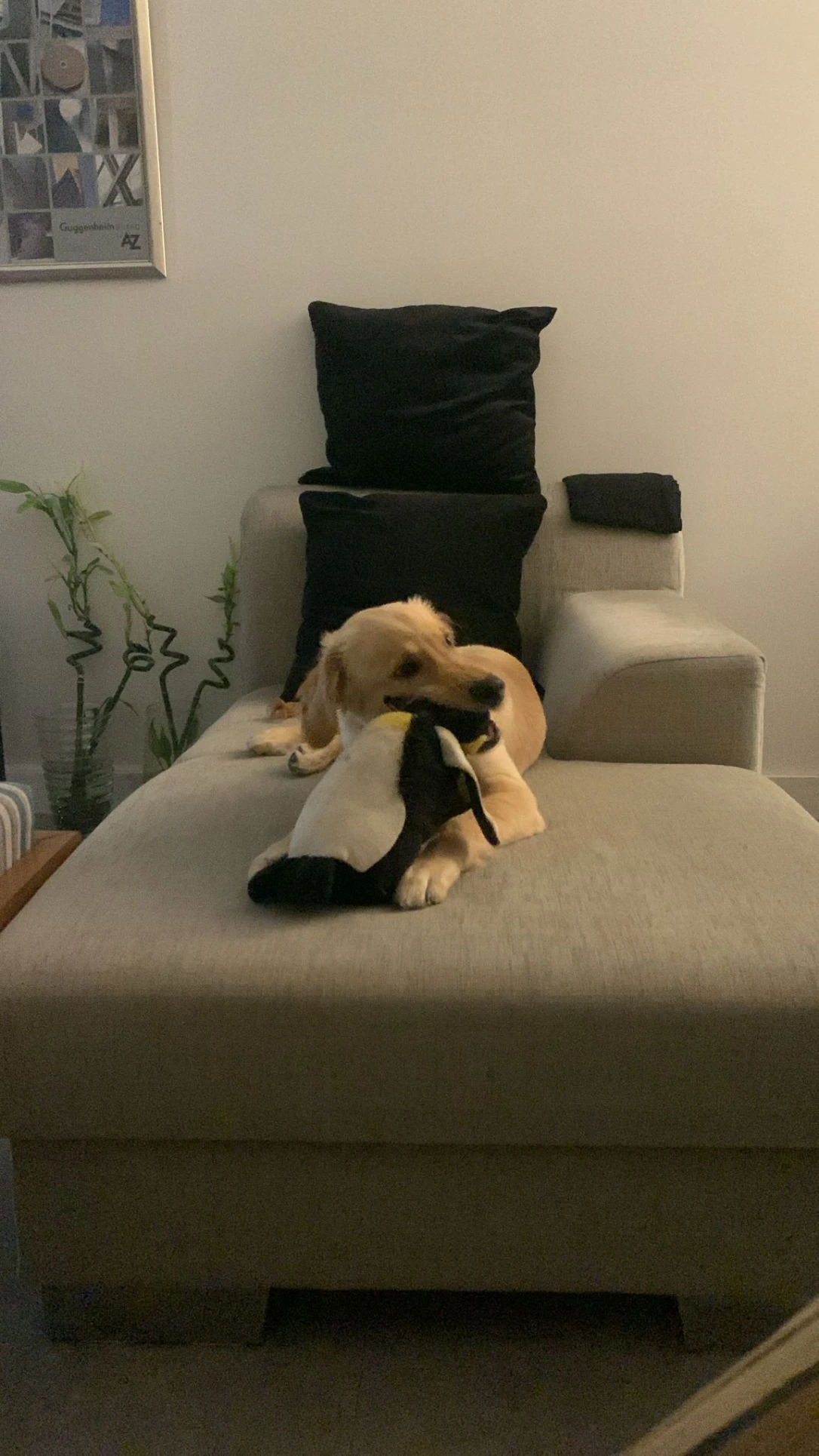 image-12