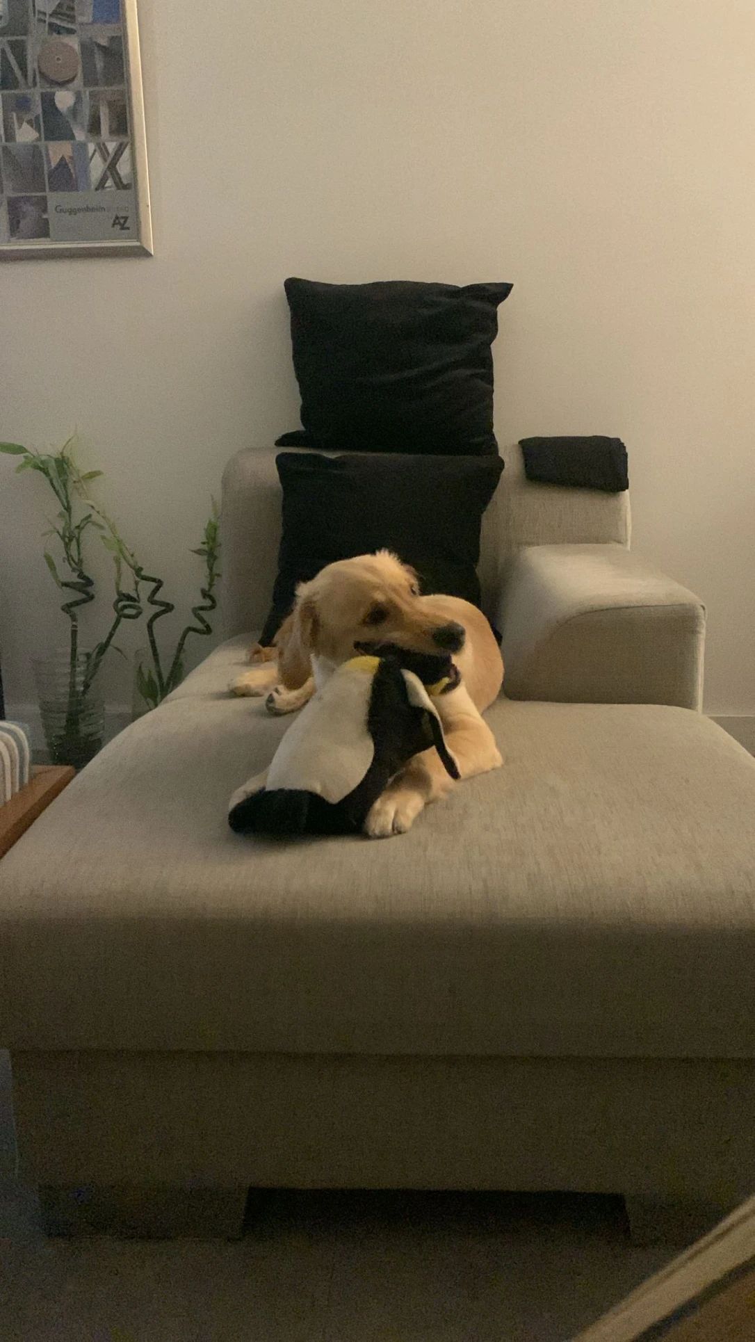 image-12
