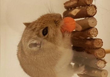Hazel (gerbil)