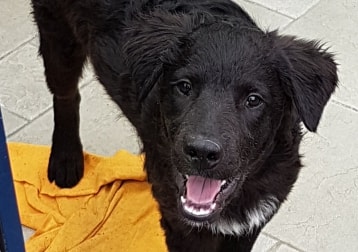 Maxi