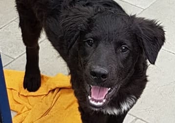 Maxi