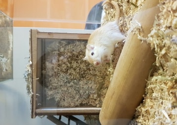 Blush (gerbil)