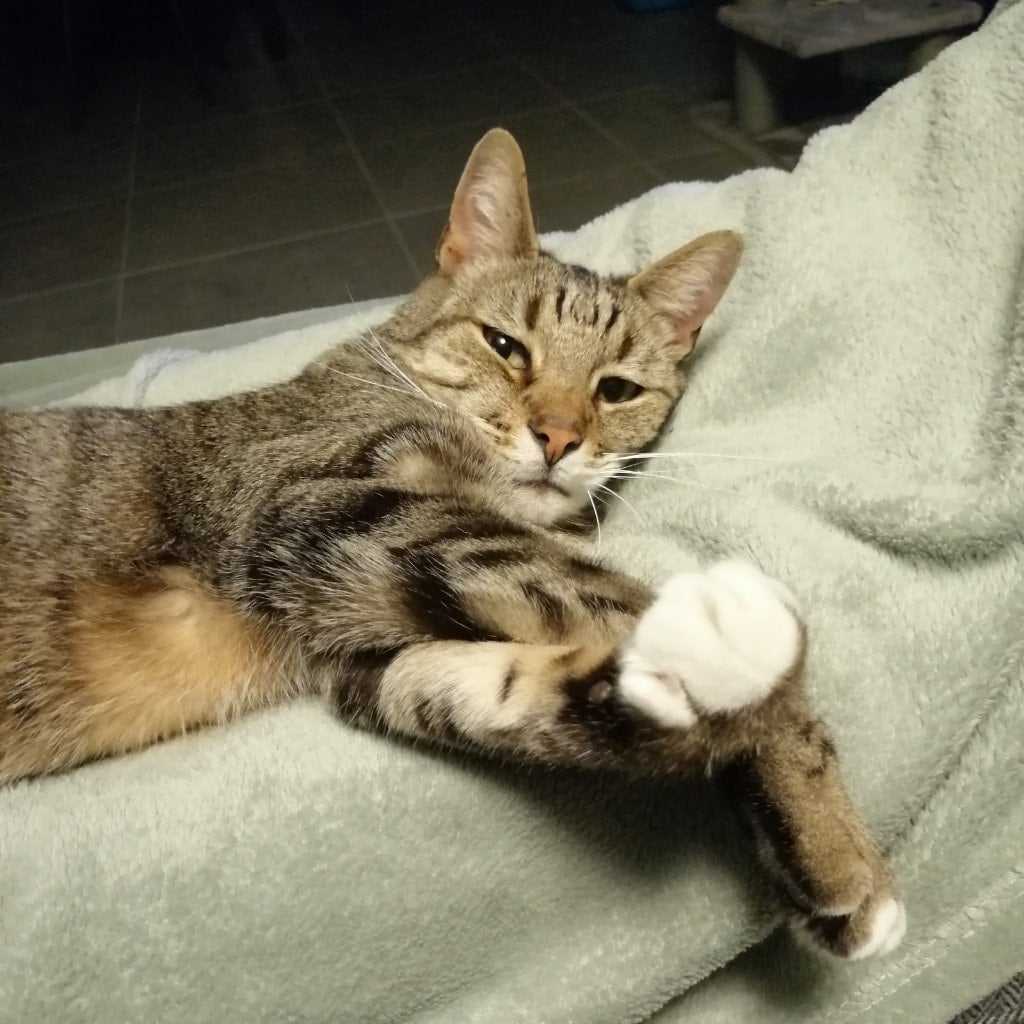 Beertje/ overleden op 27/05/24