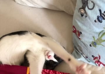 Kiko