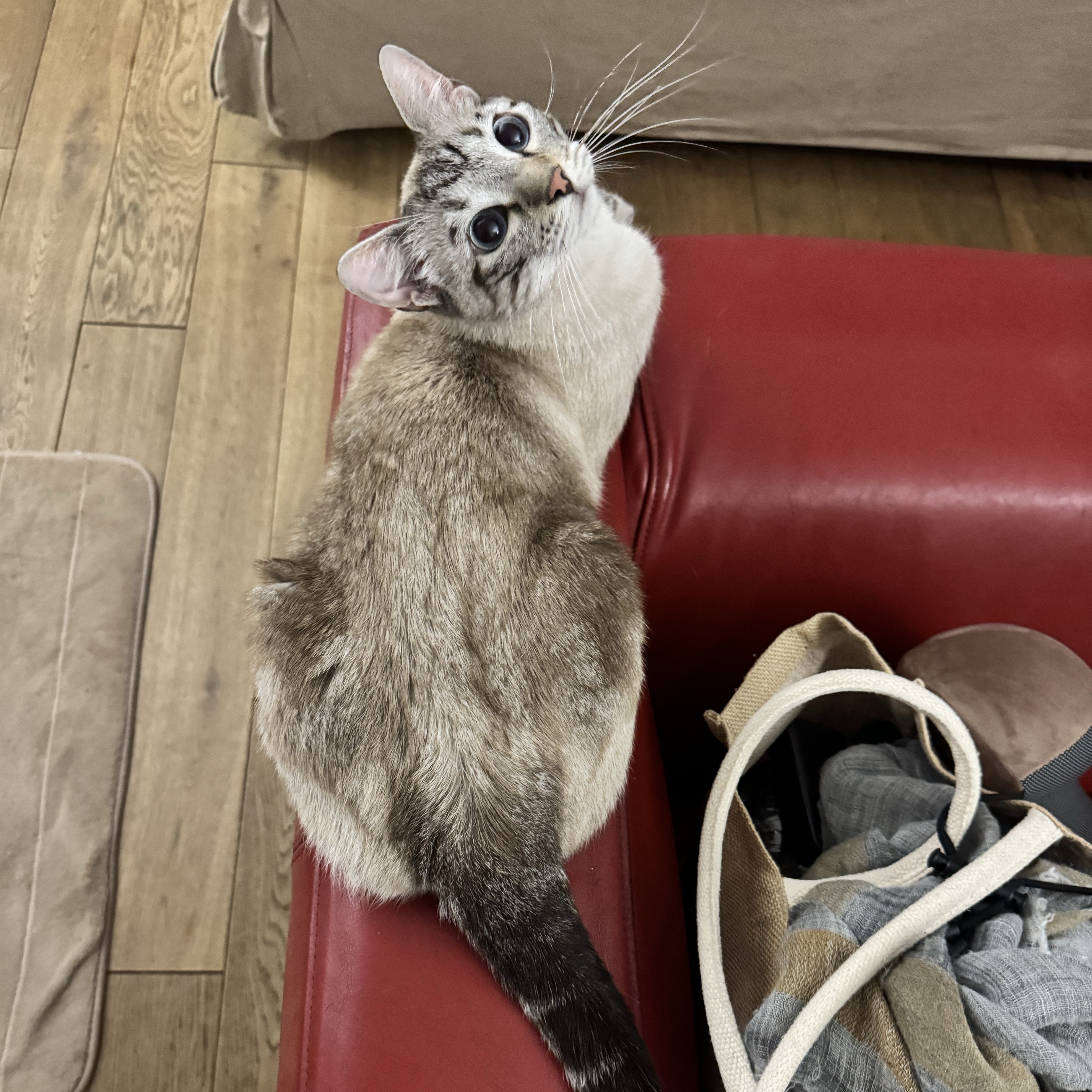 Behlül