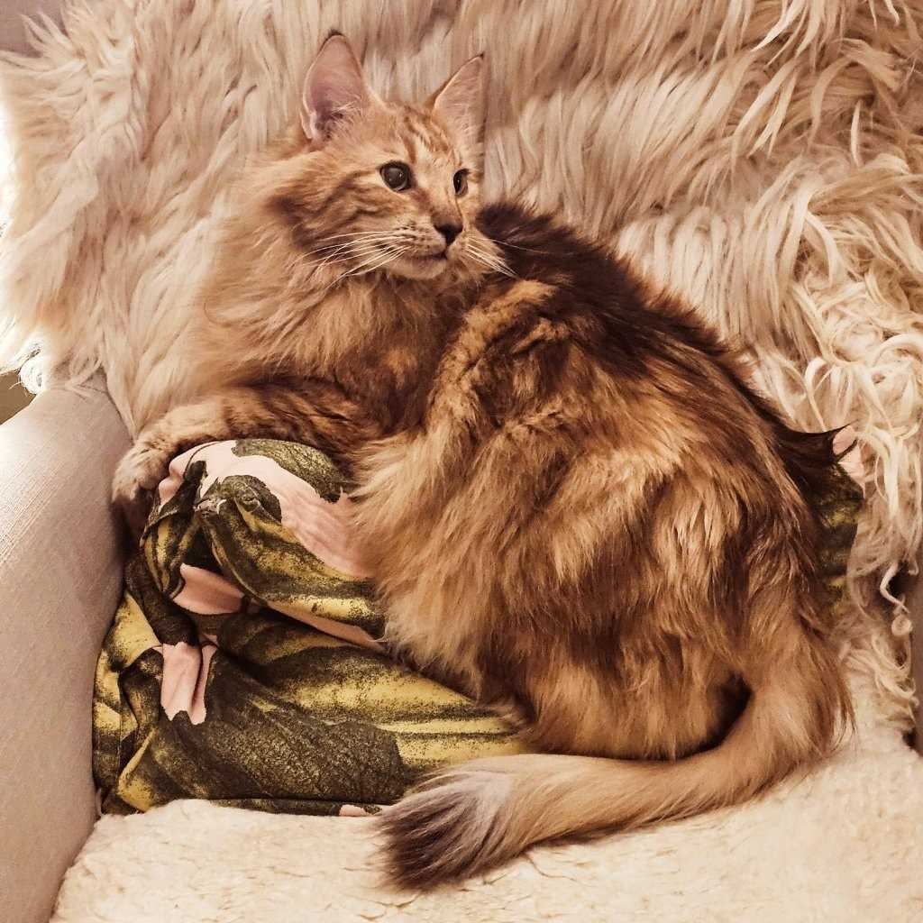 Harald - Norwegian Forest Cat