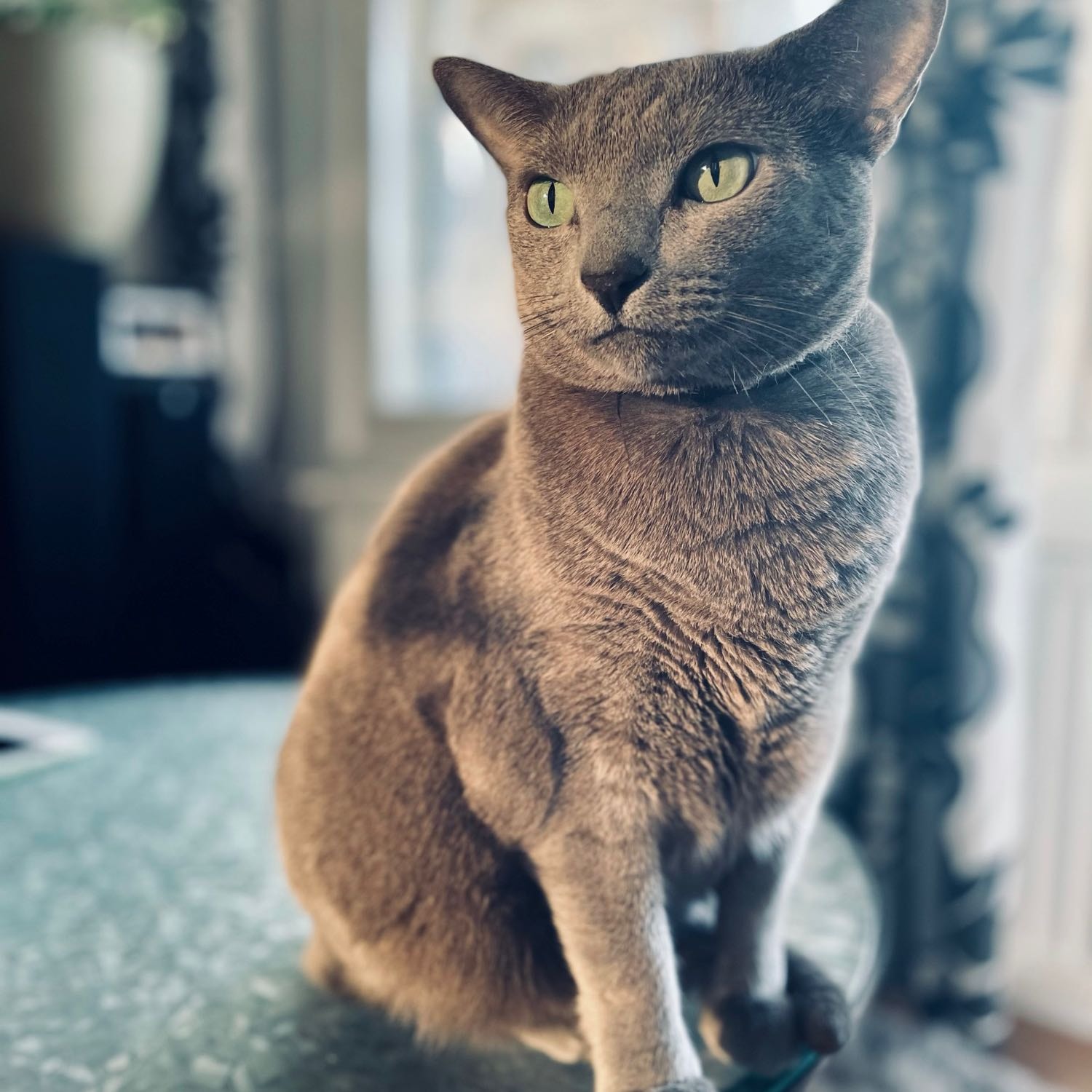 Thor - Russian Blue