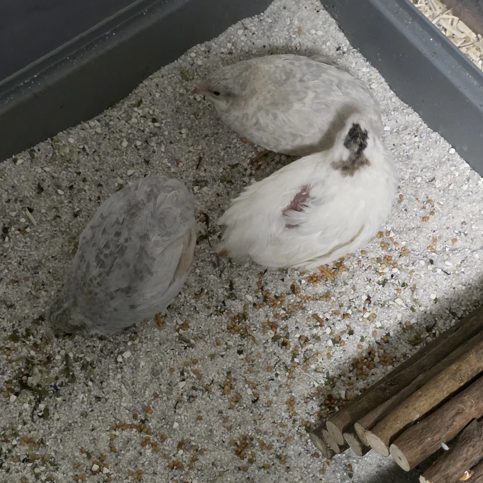 Quaglie cinesi