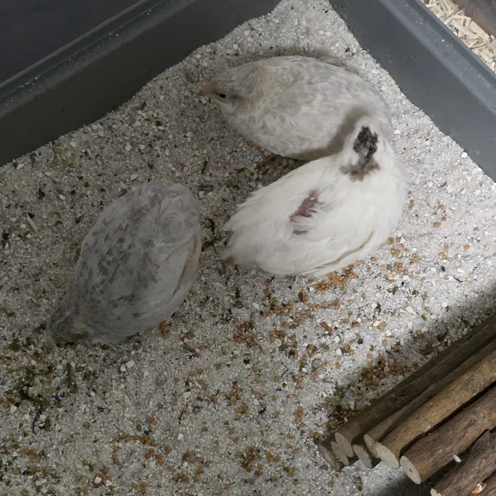 Quaglie cinesi