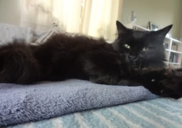 Loki