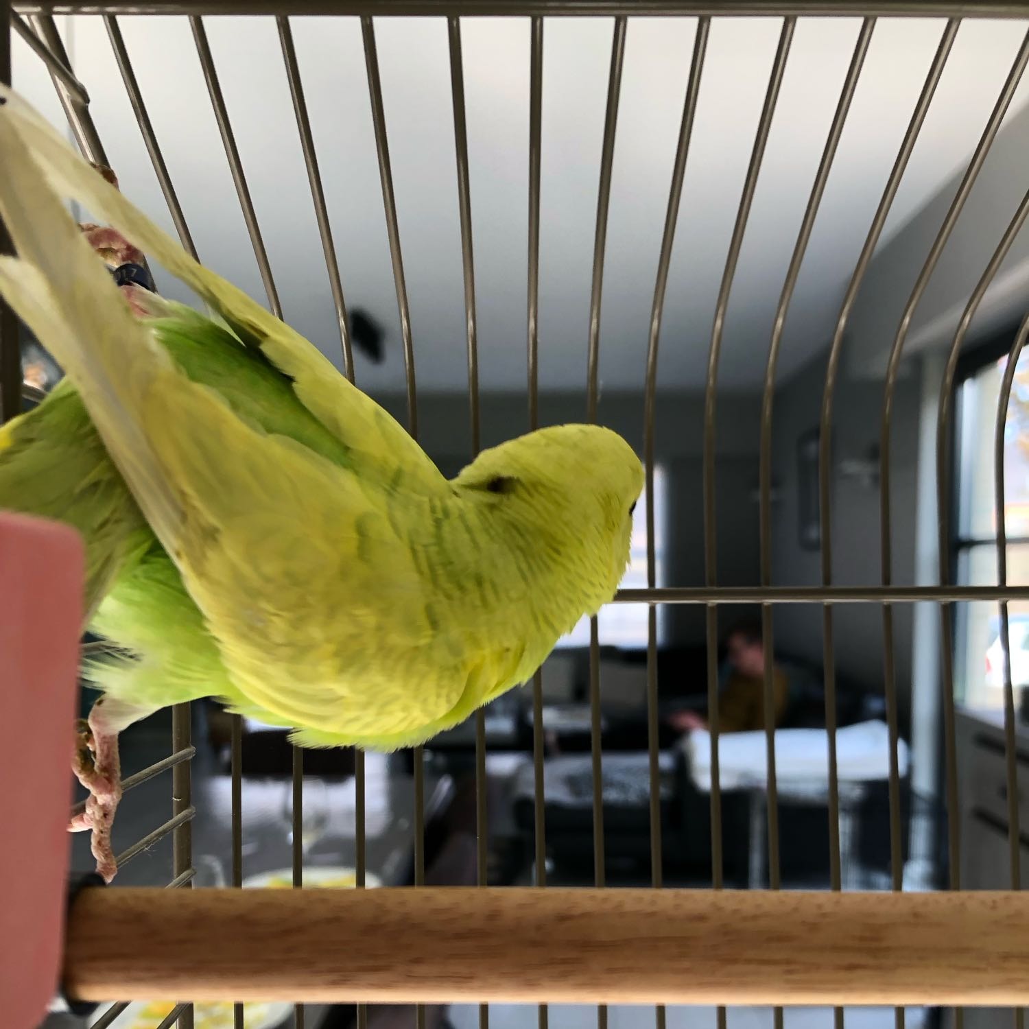 Oscar
