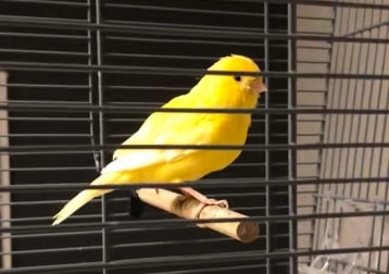 Kiwi⭐️