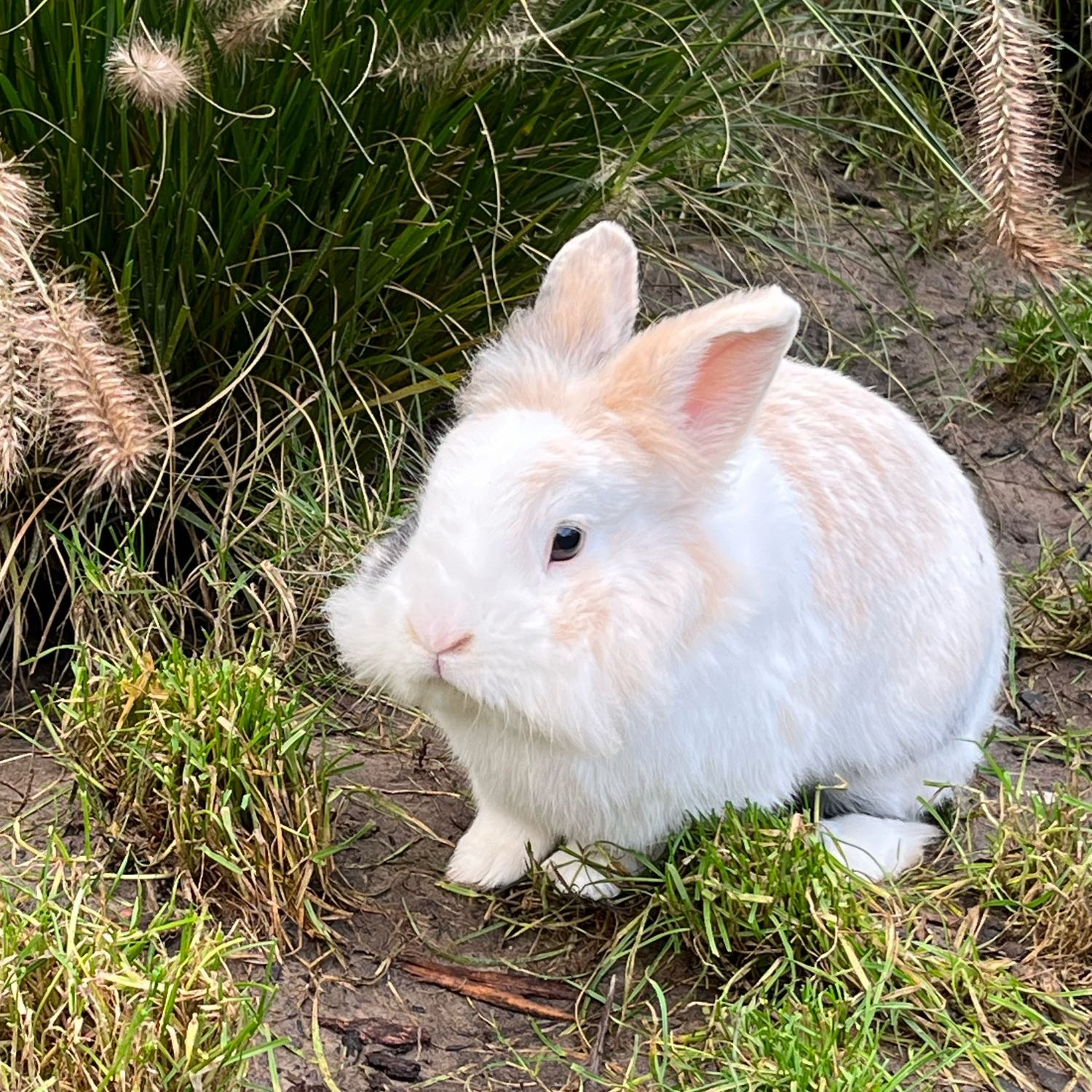 Pip