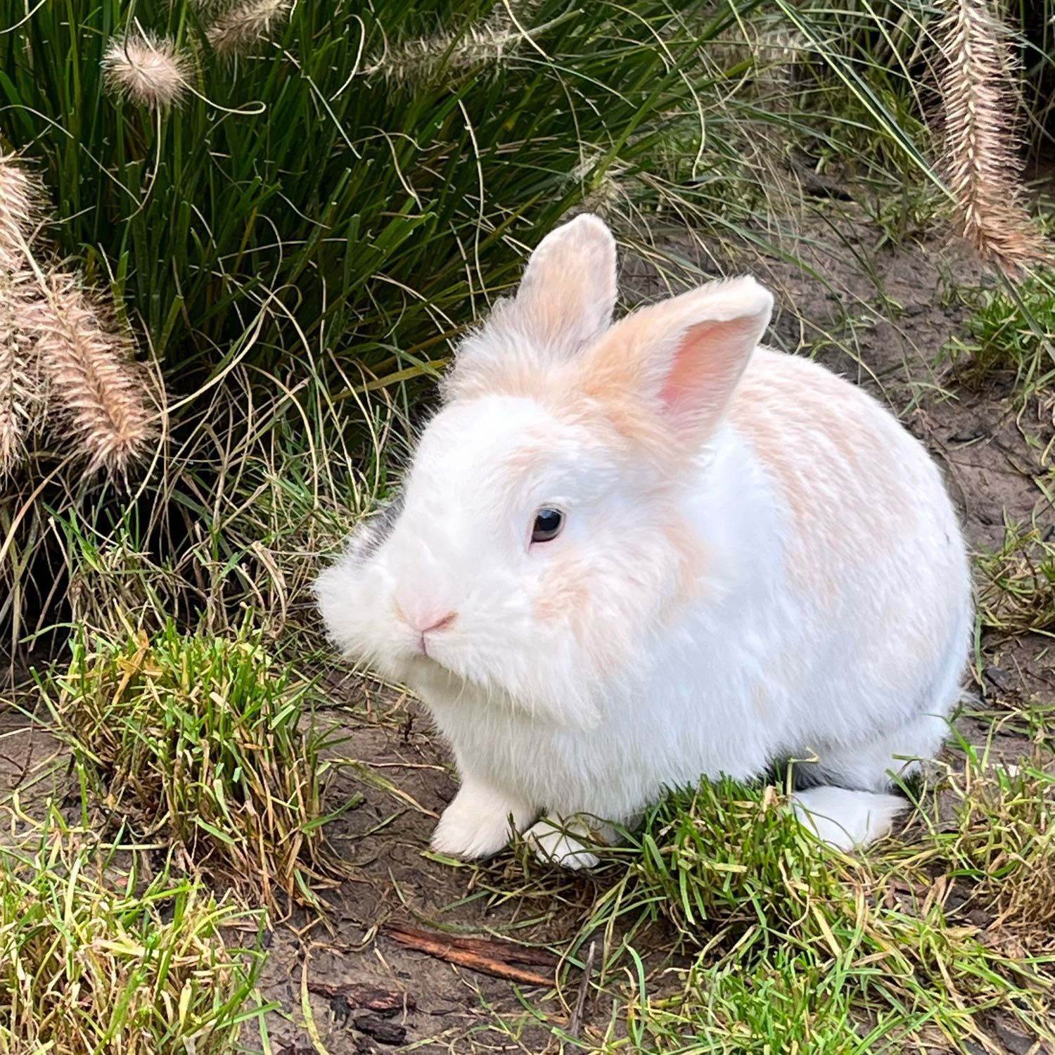 Pip