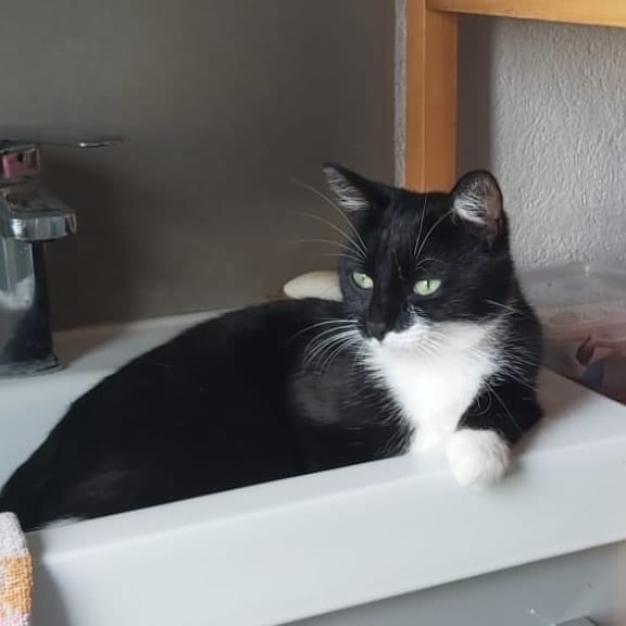 Mochi