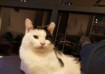 Alfie