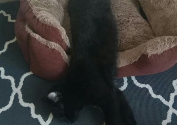Buddy