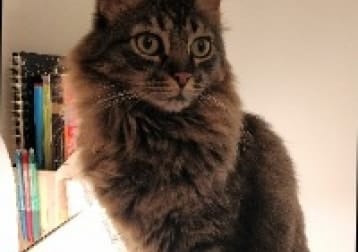 Gato