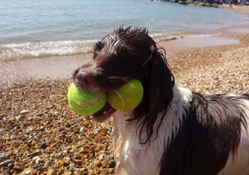 Dizzie