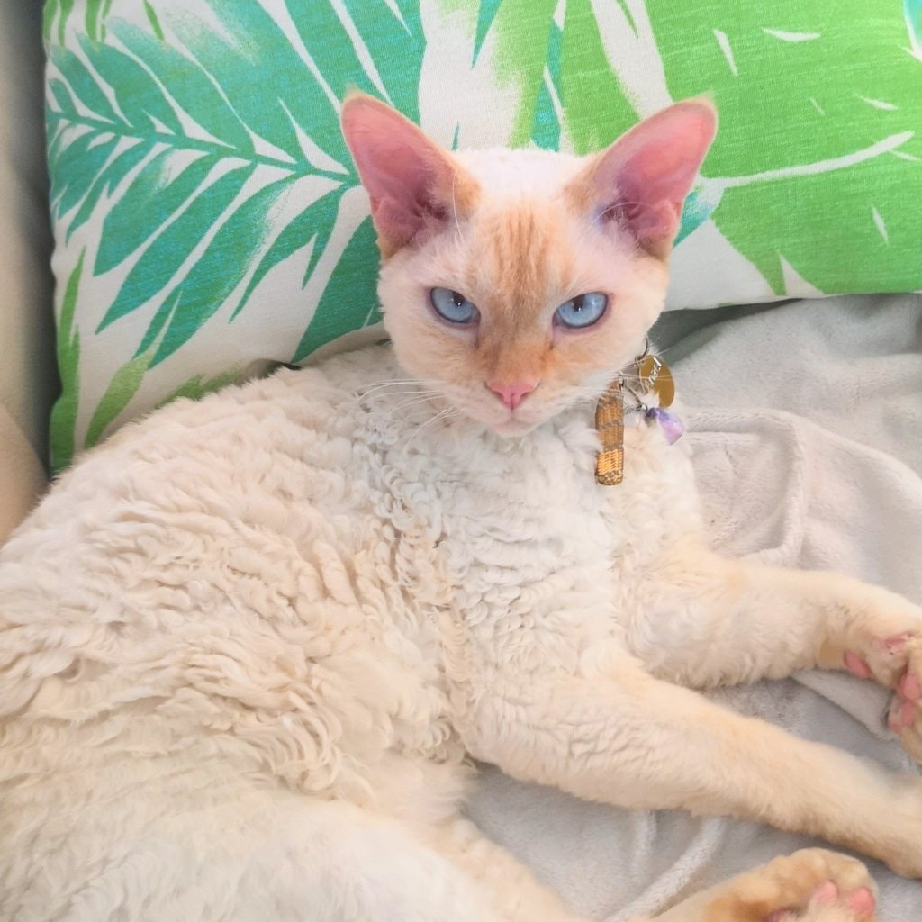 Anaël Alias "minet"